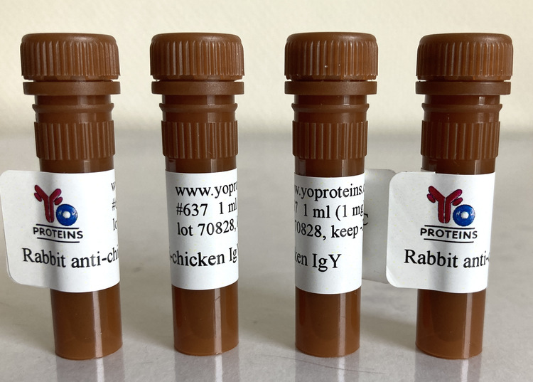 637 Rabbit anti-chicken IgY polyclonal antibody 1 mg