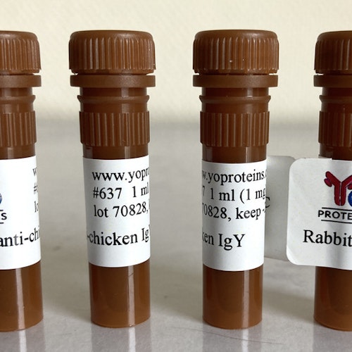 637 Rabbit anti-chicken IgY polyclonal antibody 1 mg