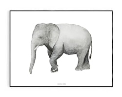 Fashionell Elefant 50x70