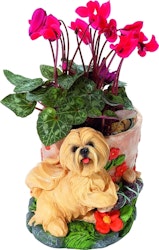 Blomkruka – Lhasa apso