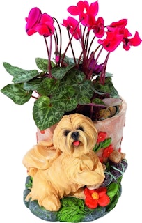 Blomkruka – Lhasa apso