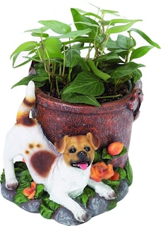 Blomkruka – Jack russell terrier