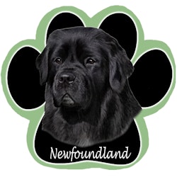 Musmatta, tass – Newgoundlandshund