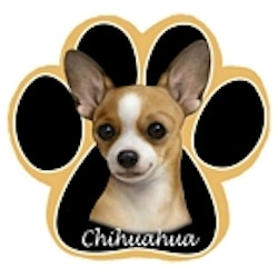 Musmatta, tass – Chihuahua