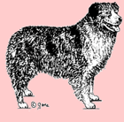 Stämpel – Australian shepherd