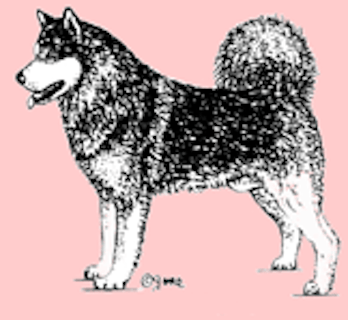 Stämpel – Alaskan malamute