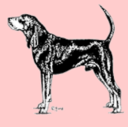 Stämpel – Black and tan coonhound