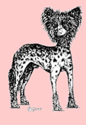Stämpel – Chinese crested dog