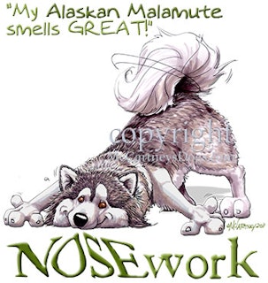 Tygkasse, Nosework – Alaskan malamute