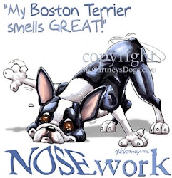 Tygkasse, Nosework – Bostonterrier