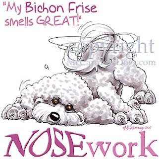 Tygkasse, Nosework – Bichon frisé