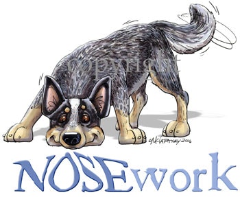 Tygkasse, Nosework – Australian cattledog