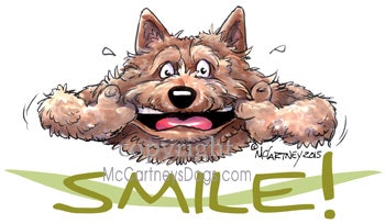 Tygkasse, Smile – Norwichterrier