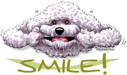 Tygkasse, Smile – Bichon frisé