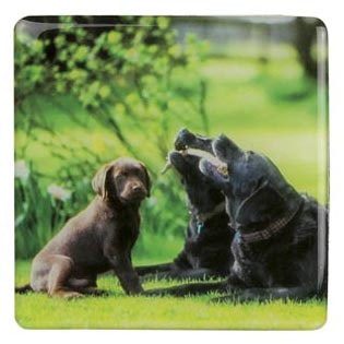 Kylskåpsmagnet, Hold my stick – Labrador retriever