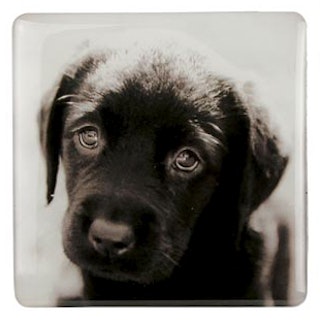 Kylskåpsmagnet, Puppy Eyes – Labrador retriever
