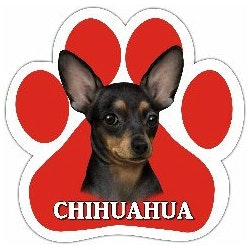 Bilmagnet, tass – Chihuahua