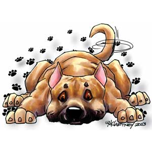 Mugg, Rug dog – American staffordshire terrier