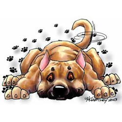 Mugg, Rug dog – American staffordshire terrier