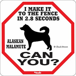 Skylt, 2.8 seconds – Alaskan malamute