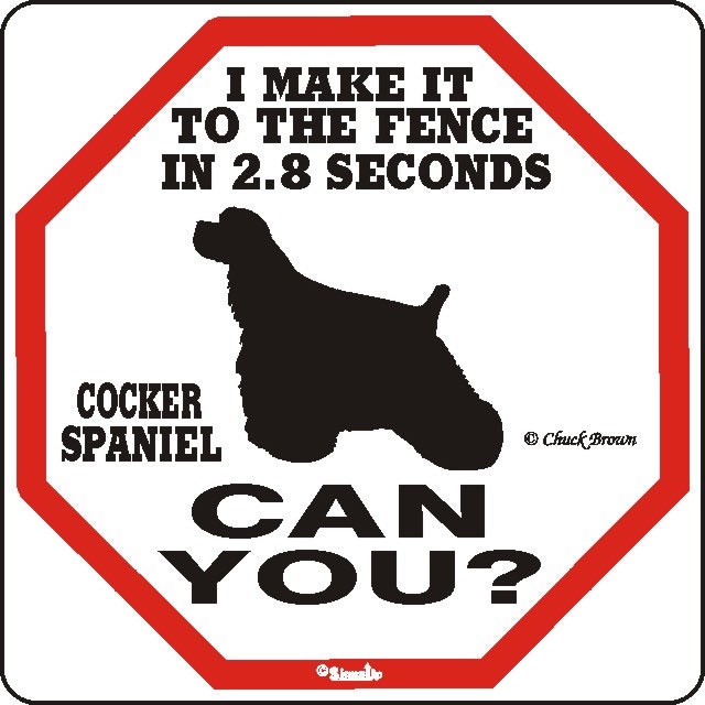Skylt, 2.8 seconds – Amerikansk cocker spaniel