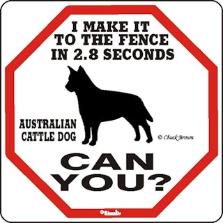 Skylt, 2.8 seconds – Australian cattledog