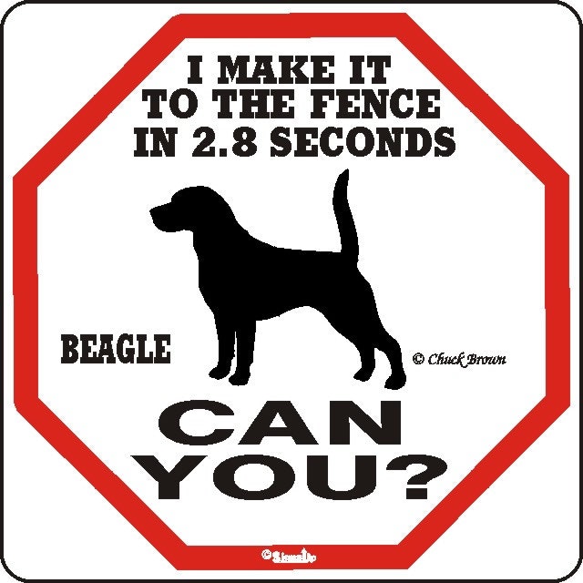 Skylt, 2.8 seconds – Beagle