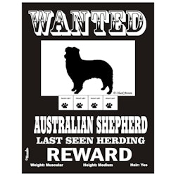 Skylt, Wanted – Australian shepherd
