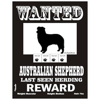 Skylt, Wanted – Australian shepherd