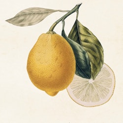 Poster Citron