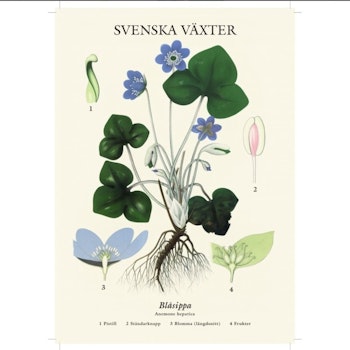 Kort Blåsippa