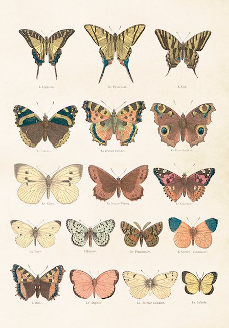 Poster Fjärilar