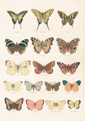 Poster Fjärilar 35x50cm
