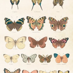 Poster Fjärilar 35x50cm