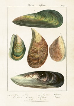 Poster Musslor 35x50 cm