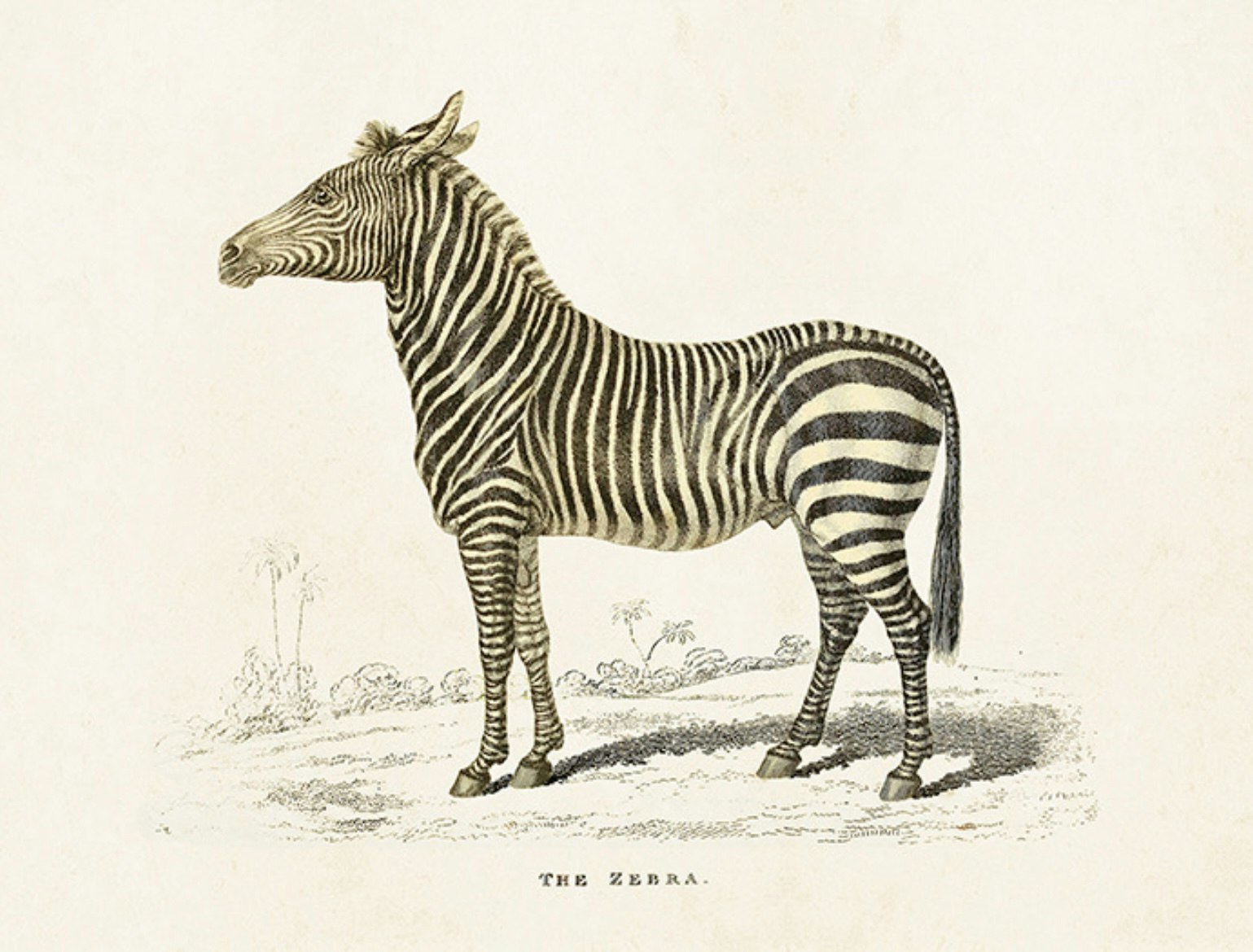 Poster Zebra 24x18 cm