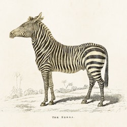 Poster Zebra 24x18 cm