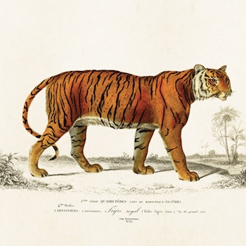 Poster Tiger 24x18 cm