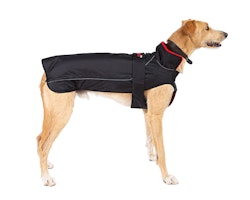 dryrobe® Dog - Black / Red