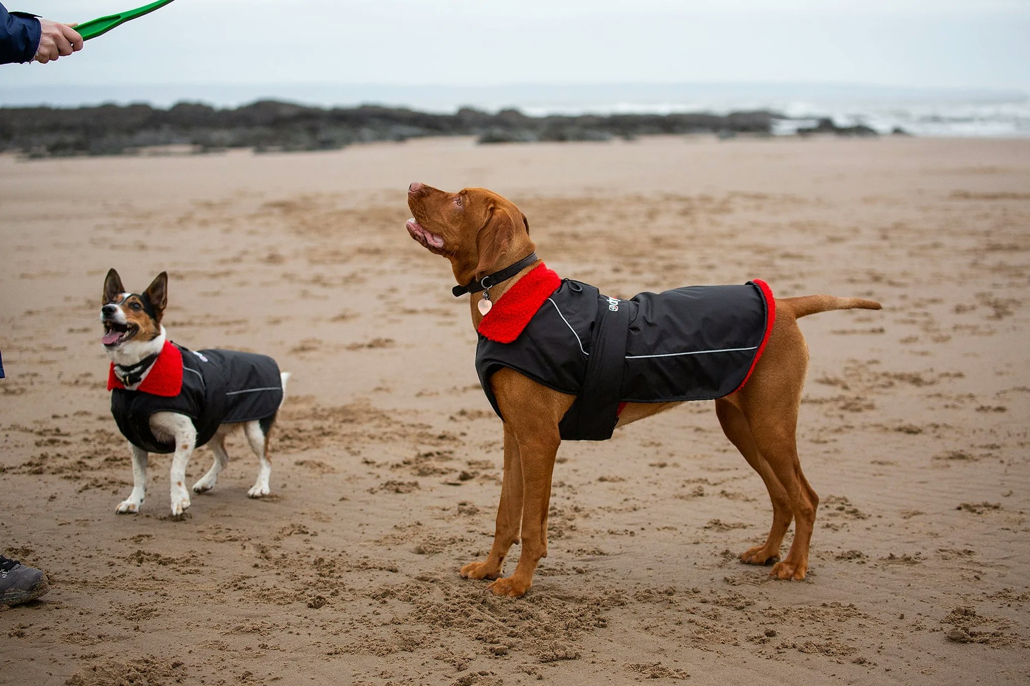 dryrobe® Dog - Black / Red