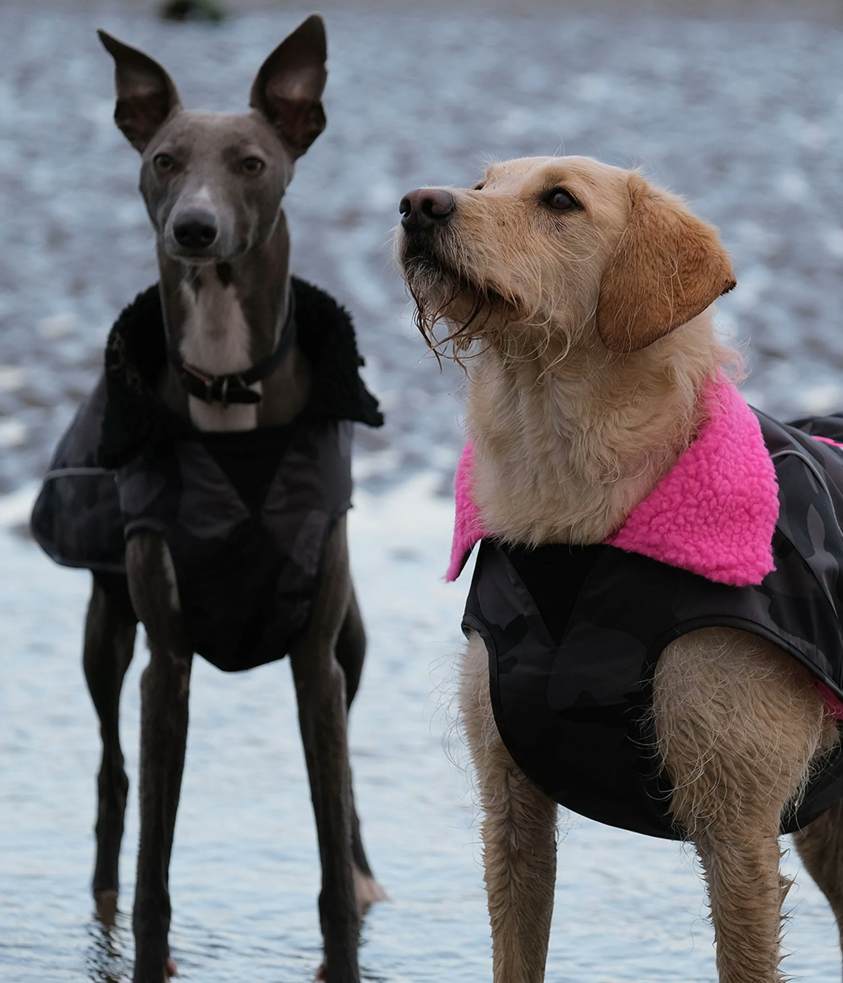 dryrobe® Dog - Black Camo / Pink