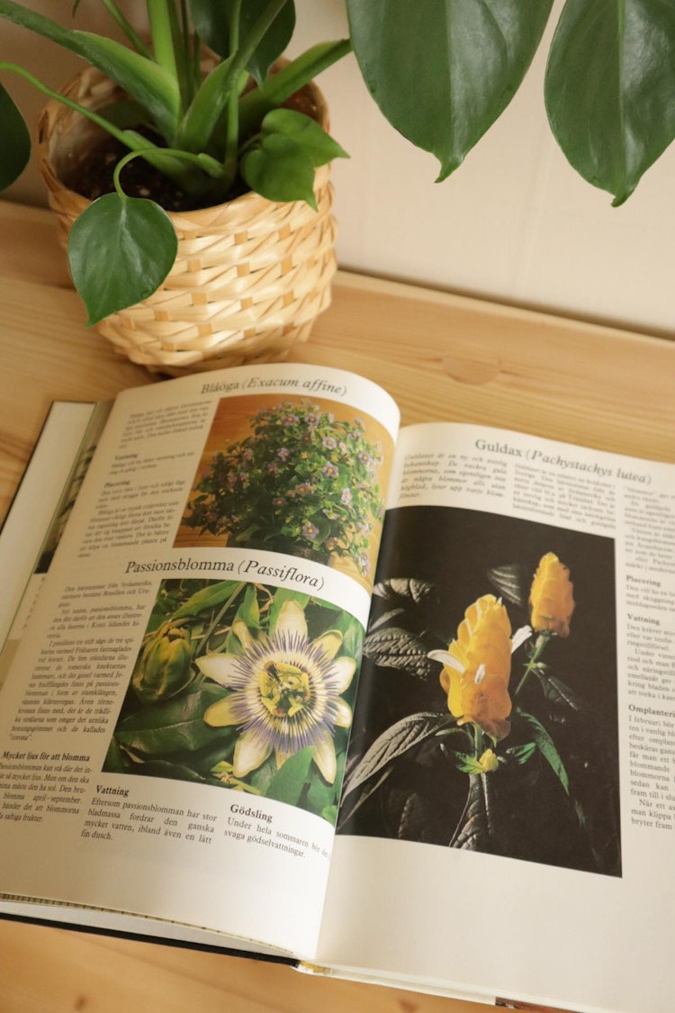 Stora boken om krukväxter