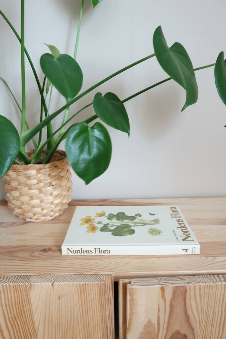 Nordens flora bok 4
