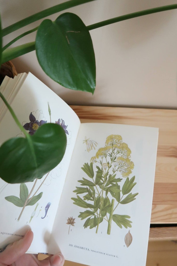 Nordens flora bok 4