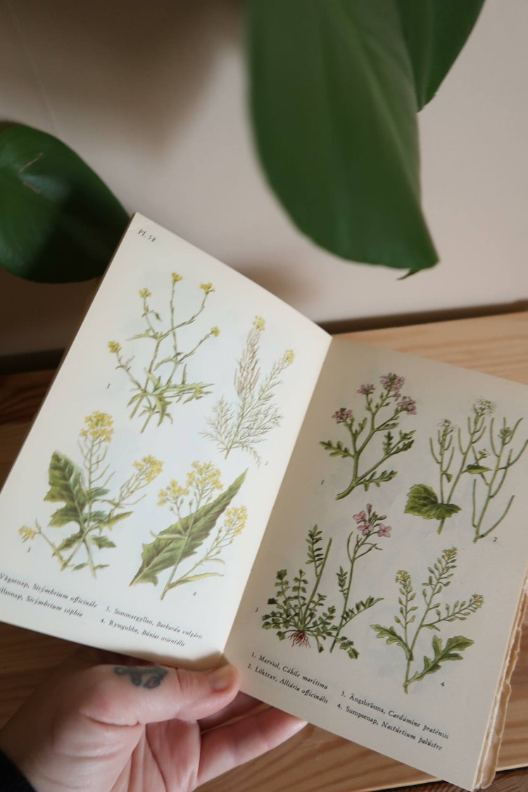 Flora i färg