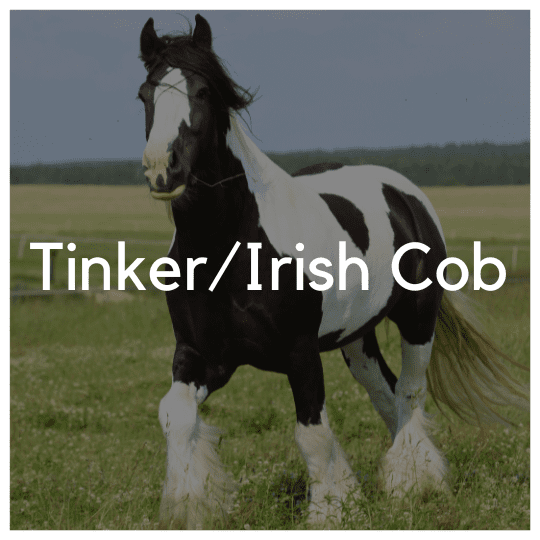 Tinker/Irish cob - Liwa Design