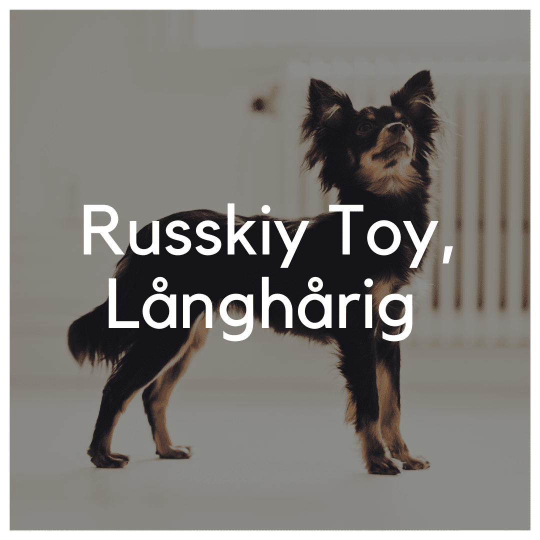 Russkiy Toy, Långhårig - Liwa Design