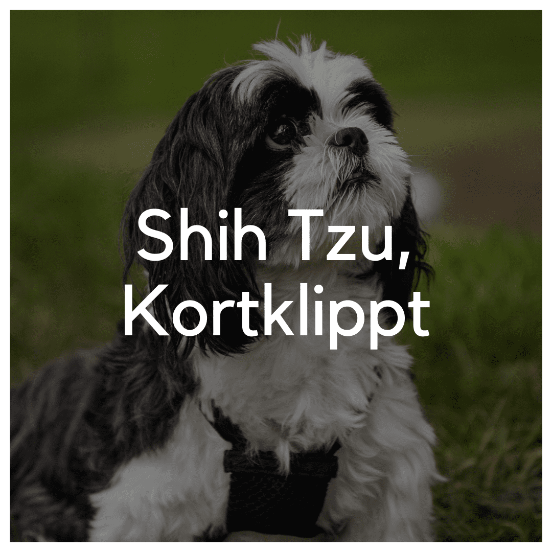 Shih Tzu, Kortklippt - Liwa Design