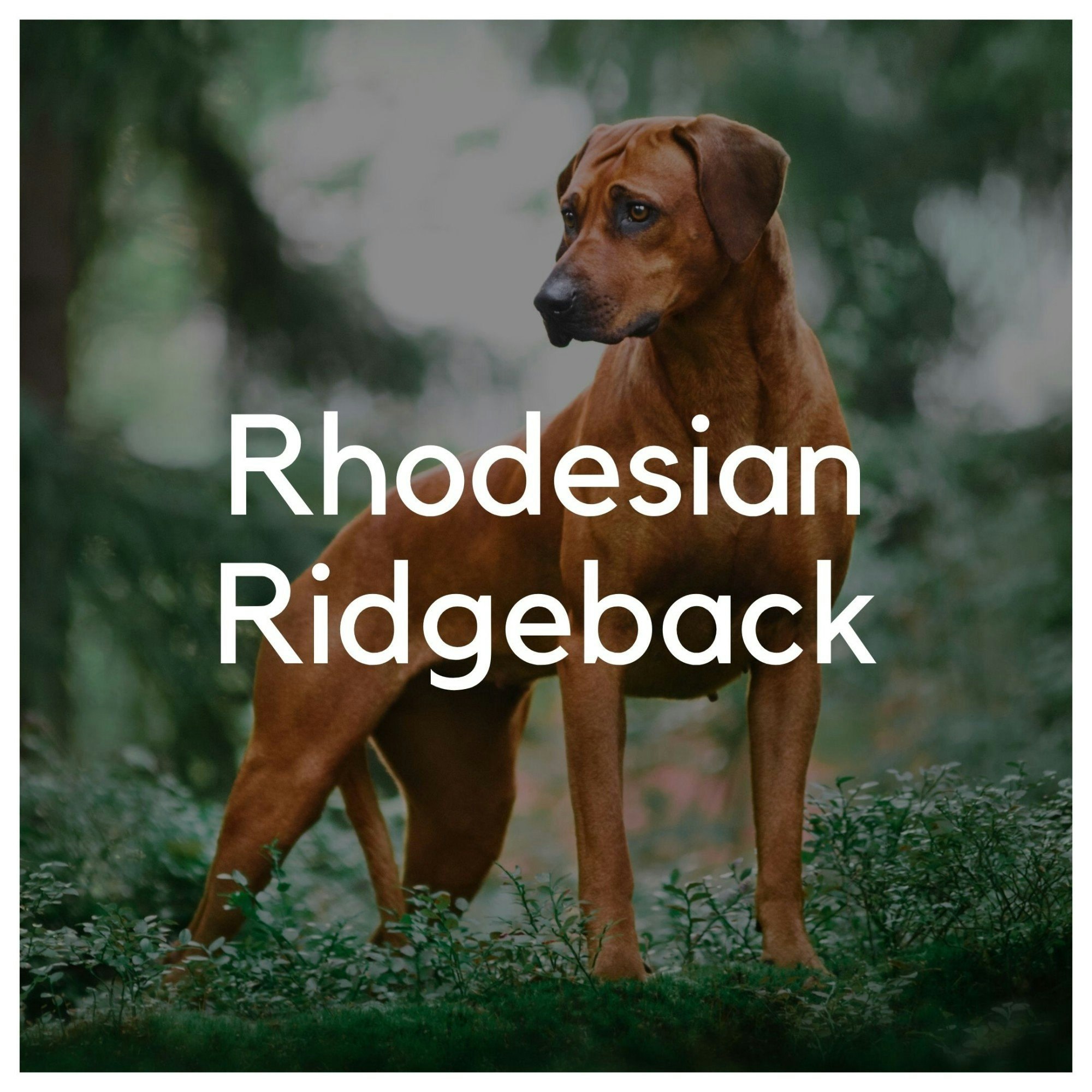 Rhodesian Ridgeback - Liwa Design