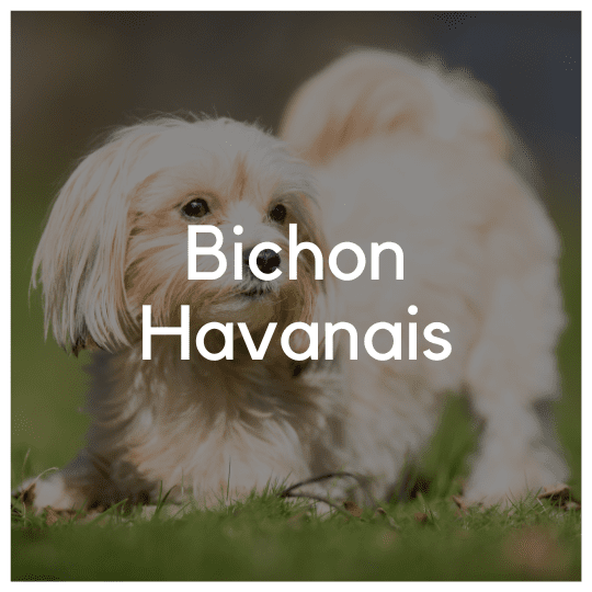 Bichon Havanais - Liwa Design